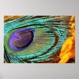 Pfauenfeder auf Sonnenblume Poster