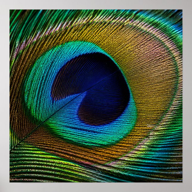 Pfauenfeder-Auge Poster (Vorne)