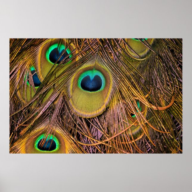 Pfauenfeder-Augen Poster (Vorne)