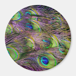 Pfauenfeder magnet
