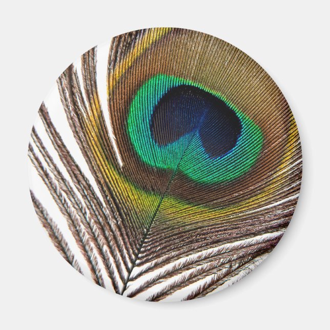 Pfauenfeder Magnet (Vorne)