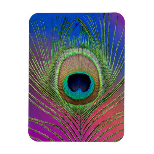 Pfauenfeder Magnet