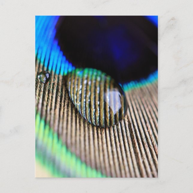 Pfauenfeder mit Wassertropfen Postkarte (Vorderseite)
