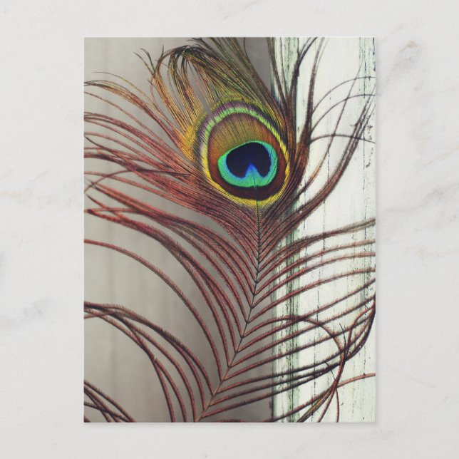 Pfauenfeder Postkarte (Vorderseite)