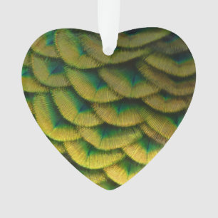 Pfauenfedern II Farbige Natur Ornament