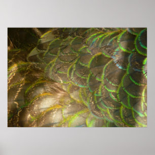 PfauenFedern III (Weiblich) Subtile Natur Poster