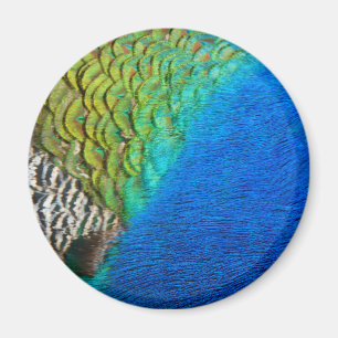 Pfauenfedern IV Farbenfrohe Abstrakte Natur Magnet