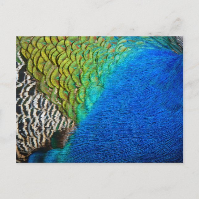 Pfauenfedern IV Farbenfrohe Abstrakte Natur Postkarte (Vorderseite)