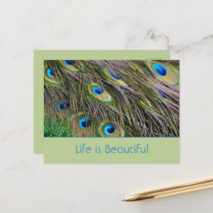Pfauenfedern Vogel Kauai (meine Fotografie) Postkarte
