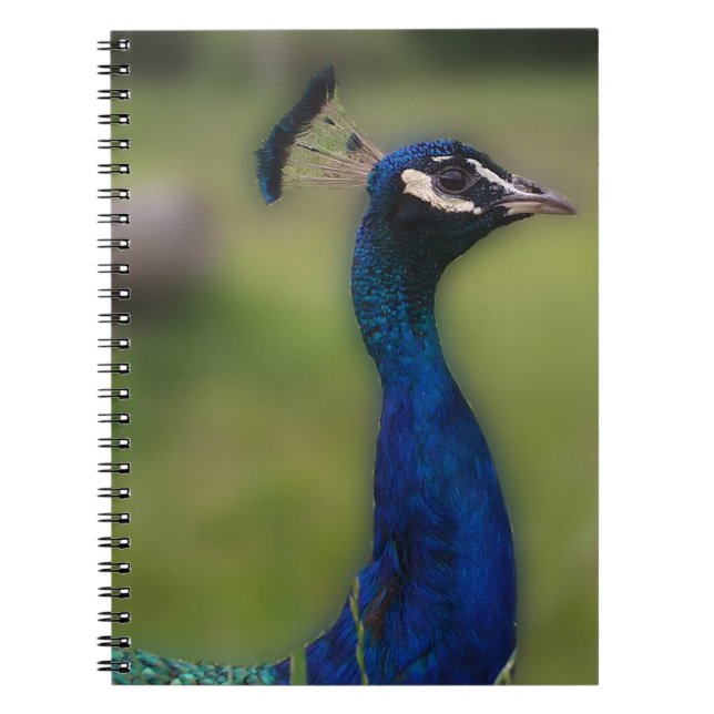Pfauenfotografie-Notebook Notizblock (Vorderseite)