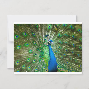 Pfauengrün/blau Postkarte