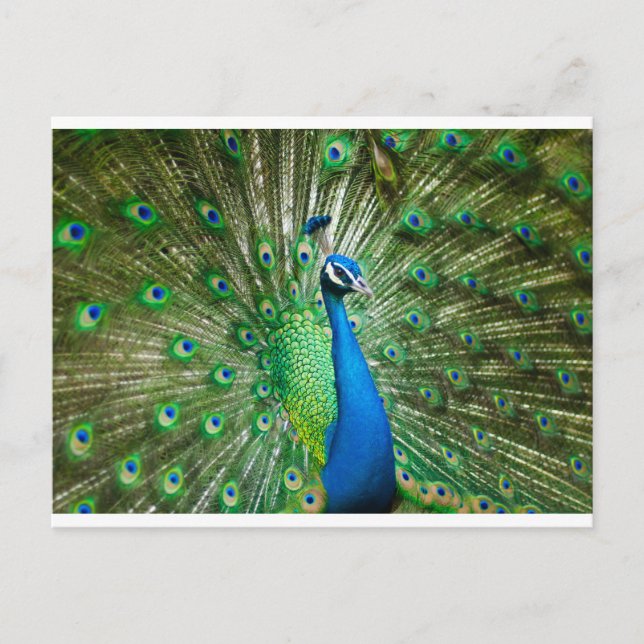 Pfauengrün/blau Postkarte (Vorderseite)