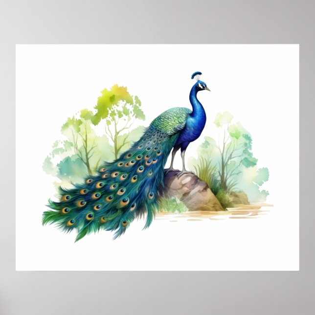  Pfauenillustration	   Poster (Vorne)