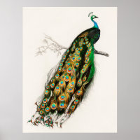 PfauenIllustration Vintage Kunst drucken