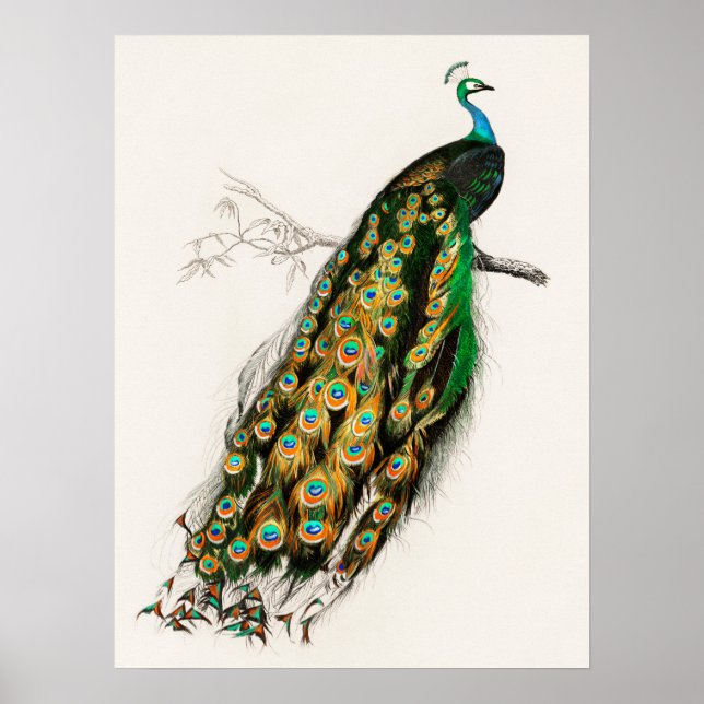 PfauenIllustration Vintage Kunst drucken Poster (Vorne)