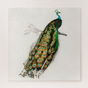 Pfauenillustration Vintage-Kunstdruck