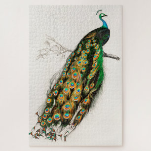 Pfauenillustration Vintage-Kunstdruck