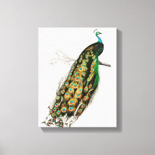 Pfauenillustration Vintage-Kunstposterdruck Leinwanddruck