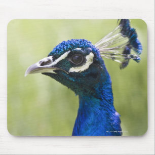 Pfauenkopf Mousepad