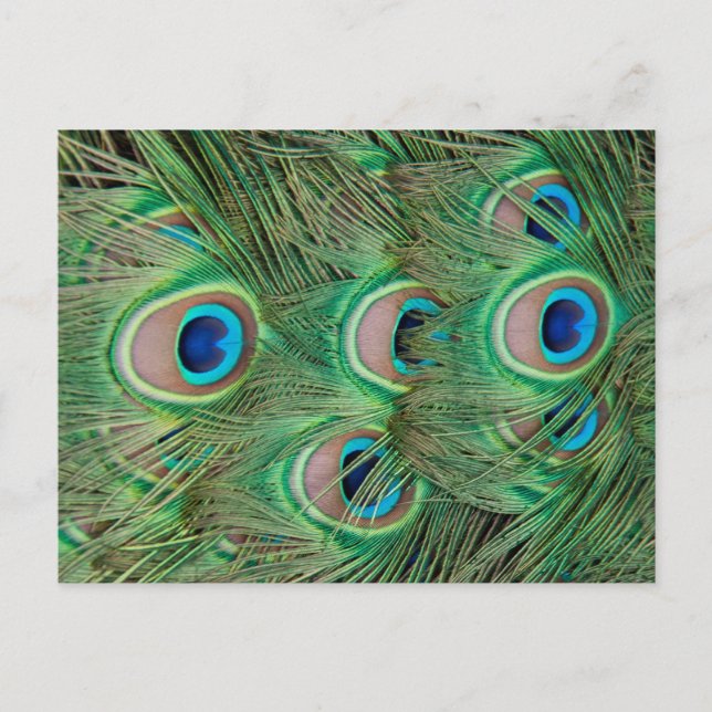 Pfauenplumpe Postkarte (Vorderseite)
