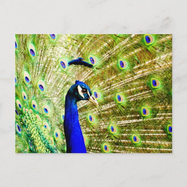Pfauenpostkarte Postkarte (Vorderseite)