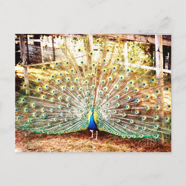 Pfauenpostkarte Postkarte (Vorderseite)