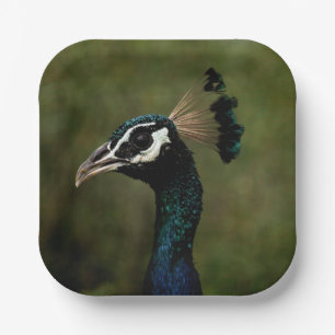 Pfauenprofil Pappteller
