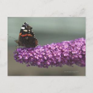 Pfauenschmetterling auf Blume Postkarte
