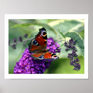 Pfauenschmetterling (Inachis io) Poster