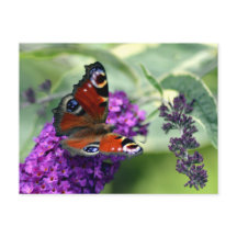 Pfauenschmetterling (Inachis io)