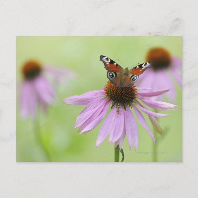 Pfauenschmetterling (Inachis io), Trinknektar Postkarte (Vorderseite)