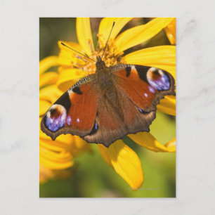 Pfauenschmetterling Postkarte
