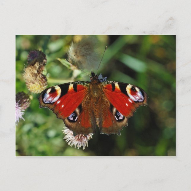 Pfauenschmetterling-Raupe Postkarte (Vorderseite)