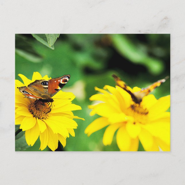 Pfauenschmetterlinge - Postkarte (Vorderseite)