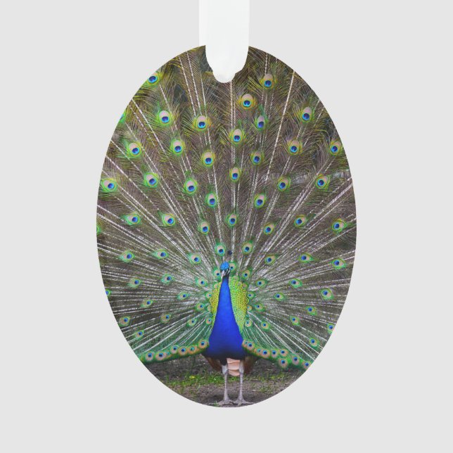 Pfauenschmuck Ornament (Vorderseite)