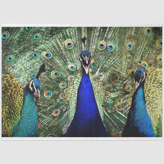 Pfauenvögel Wand Art Decoupage Tissue Paper Seidenpapier (Vorderseite)
