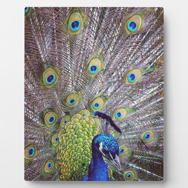 Pfauenvogelfedern Fotoplatte (Vorderseite)