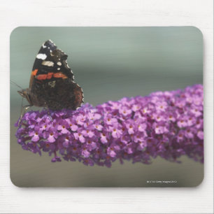 Pfauschmetterling auf Blume Mousepad