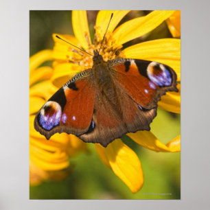 Pfauschmetterling Poster