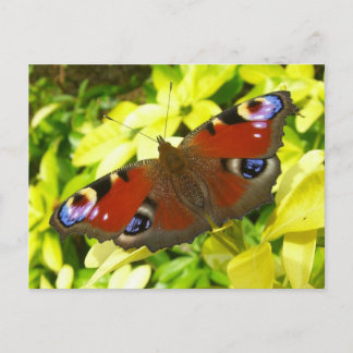 Pfauschmetterling Postkarte