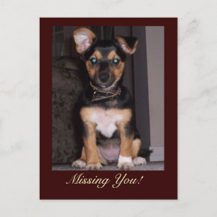 Pfeffer den Hund Vermisst Sie Postkarte