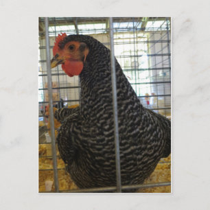 Pfefferhühner Postkarte