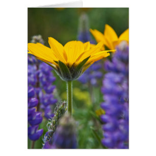 Pfeilblatt-Balsam-Wurzel und Lupine in Frühlingsbl