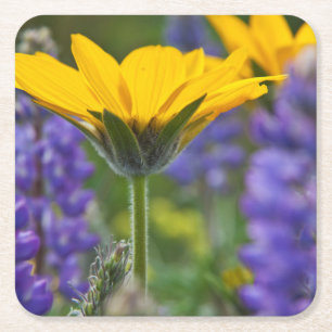 Pfeilblatt-Balsam-Wurzel und Lupine in Frühlingsbl Rechteckiger Pappuntersetzer