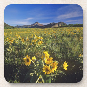 Pfeilblatt Balsamwurzel-Wildblumen in Waterton 2 Getränkeuntersetzer