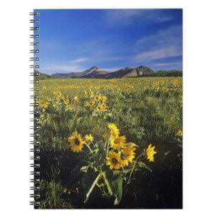 Pfeilblatt-Balsamwurzel-Wildblumen in Waterton 2 Notizblock