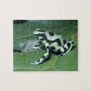 Pfeilgiftfrosch, (Dendrobates auratus) Cahuita