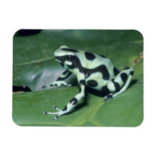 Pfeilgiftfrosch, (Dendrobates auratus) Cahuita Magnet