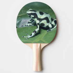 Pfeilgiftfrosch, (Dendrobates auratus) Cahuita Tischtennis Schläger