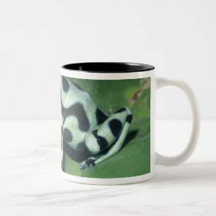 Pfeilgiftfrosch, (Dendrobates auratus) Cahuita Zweifarbige Tasse